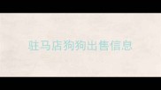 驻马店狗狗出售信息