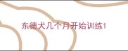 东德犬几个月开始训练