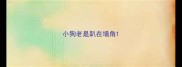 小狗老是趴在墙角