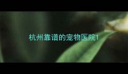 杭州靠谱的宠物医院