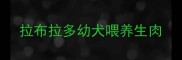 拉布拉多幼犬喂养生肉
