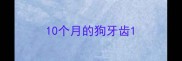 10个月的狗牙齿