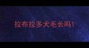拉布拉多犬毛长吗