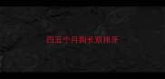 四五个月狗长双排牙