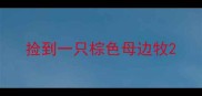 捡到一只棕色母边牧