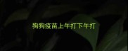 狗狗疫苗上午打下午打