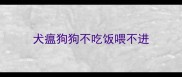 犬瘟狗狗不吃饭喂不进