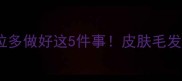 春天给拉布拉多做好这5件事皮肤毛发光泽不生病