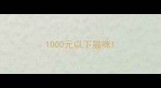 1000元以下猫咪