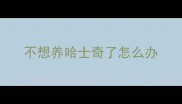 不想养哈士奇了怎么办