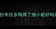 拉布拉多狗得了细小能好吗
