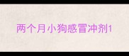 两个月小狗感冒冲剂