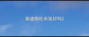 泰迪狗吃米饭好吗