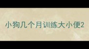 小狗几个月训练大小便