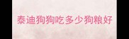 泰迪狗狗吃多少狗粮好