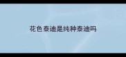 花色泰迪是纯种泰迪吗