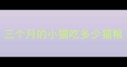 三个月的小猫吃多少猫粮