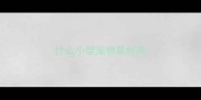 什么小型宠物最好养