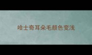 哈士奇耳朵毛颜色变浅
