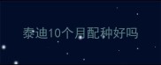 泰迪10个月配种好吗