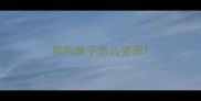 狗狗鼻子怎么变黑