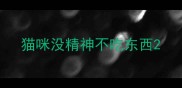 猫咪没精神不吃东西
