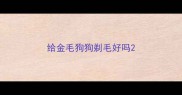 给金毛狗狗剃毛好吗