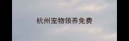 杭州宠物领养免费