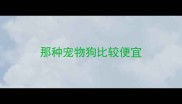 那种宠物狗比较便宜