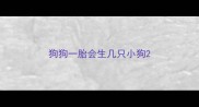 狗狗一胎会生几只小狗