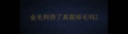 金毛狗得了真菌掉毛吗