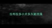 拉布拉多小犬多久能洗澡