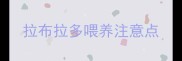 拉布拉多喂养注意点