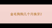 金毛狗狗几个月换牙
