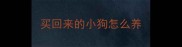 买回来的小狗怎么养