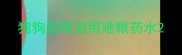 狗狗流眼泪用啥眼药水