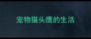 宠物猫头鹰的生活