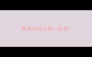 黑背和哈士奇一起养