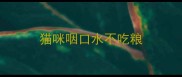 猫咪咽口水不吃粮