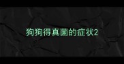 狗狗得真菌的症状