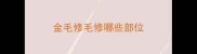 金毛修毛修哪些部位