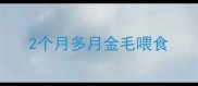 2个月多月金毛喂食