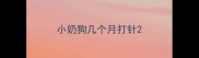 小奶狗几个月打针