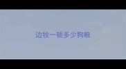 边牧一顿多少狗粮