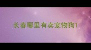 长春哪里有卖宠物狗