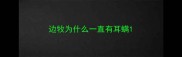 边牧为什么一直有耳螨