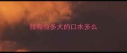 拉布拉多犬的口水多么