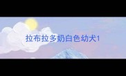 拉布拉多奶白色幼犬