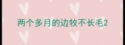 两个多月的边牧不长毛