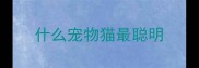什么宠物猫最聪明
